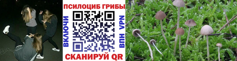 Галлюциногенные грибы мицелий  Городовиковск 